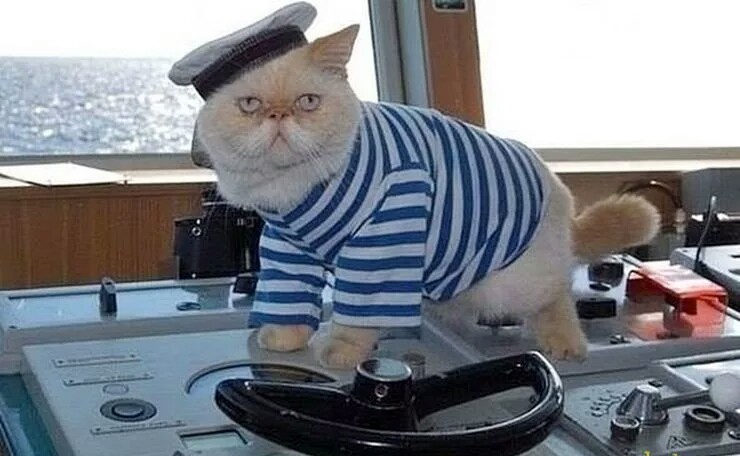 Файл:Кот Тельняшкин.jpeg