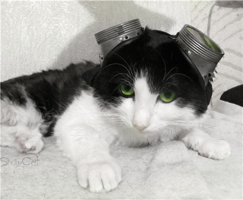 Файл:Кибер Готы (котэ).jpg