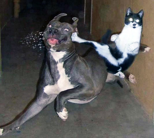 Файл:Боевые котики в подземелье.jpeg