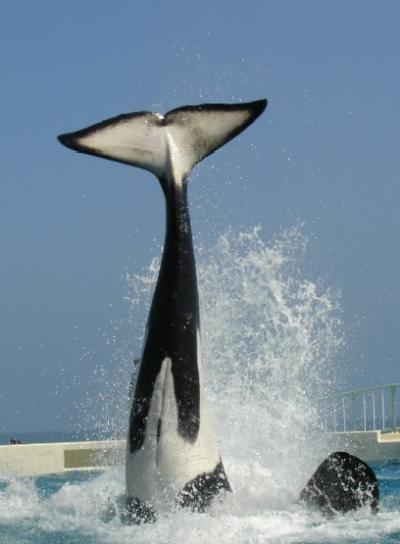 Файл:Шлепок кита.jpg