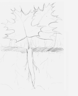 Кленовый Хрен (лого).png