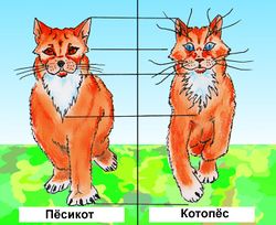 Пёсикот2 by Sot-onna.jpg