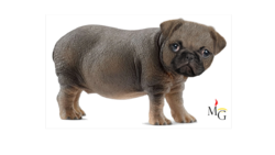 Бегемопс by Мэтт Гроунинг.png