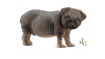 Бегемопс by Мэтт Гроунинг.png