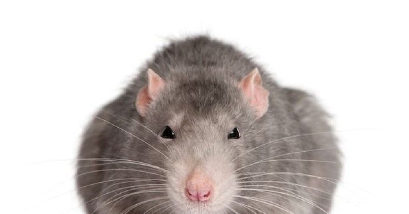 Файл:Крыса Фон Лариса.jpg