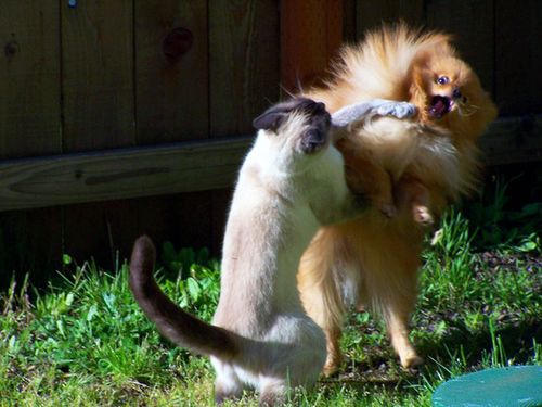 Приручение ерундука