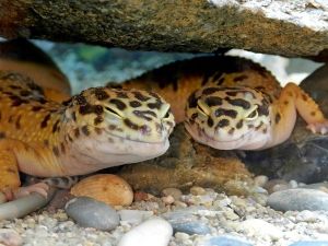 Они знают, как хорошо