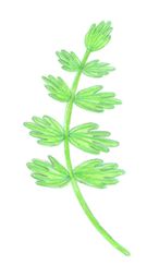 Фейспальмовая ветвь