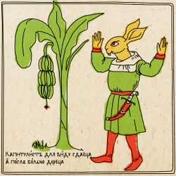 Анн (У•В•О)