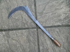 сучкоруб бога  Витууса