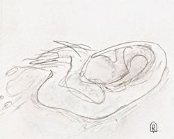 Ухо героя by Reagent.JPG