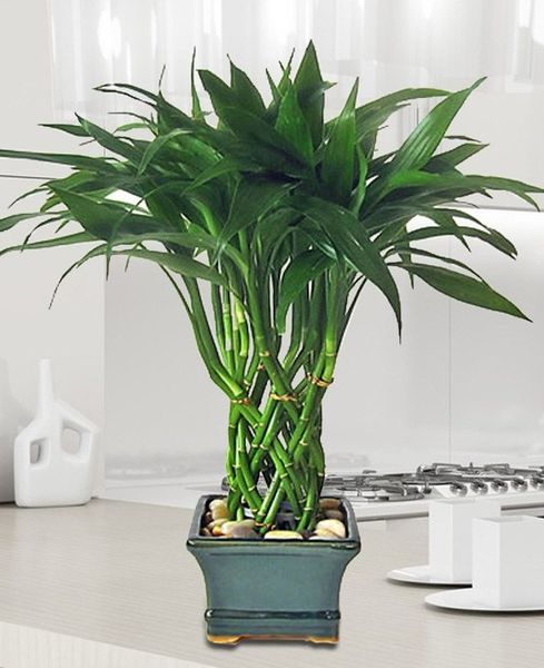 Файл:ЛосАдминос (взрослое растение витой пары).jpg