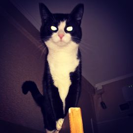 Воплощение духа боевого котика Клео на входе в Штаб гильдии